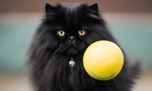 Read more about the article Black Persian Cats: Cosmic and Jet Velvet Coats